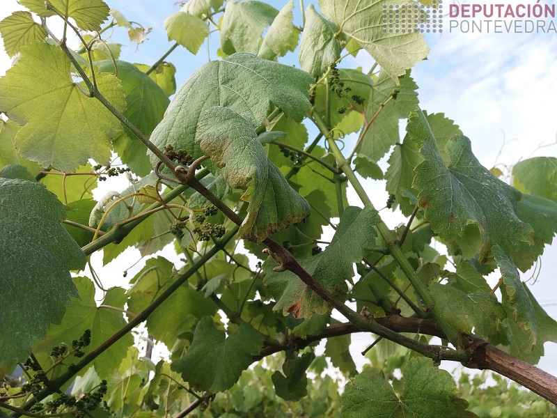 Revisar ben a viña evitará focos de mildio