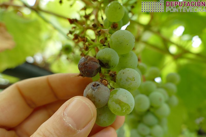 20220817_Perforacions de Lobesia en uvas