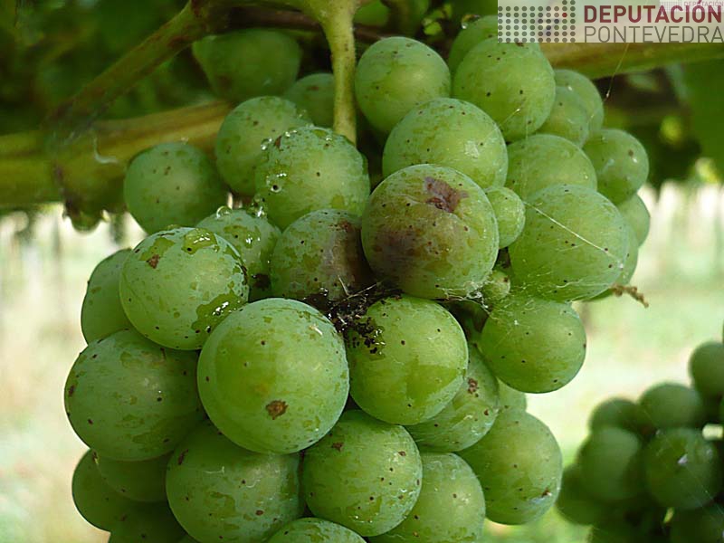 Excrementos e cambio cor uvas por Lobesia
