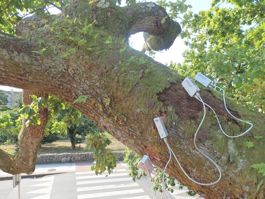 Sensores analizando árbol